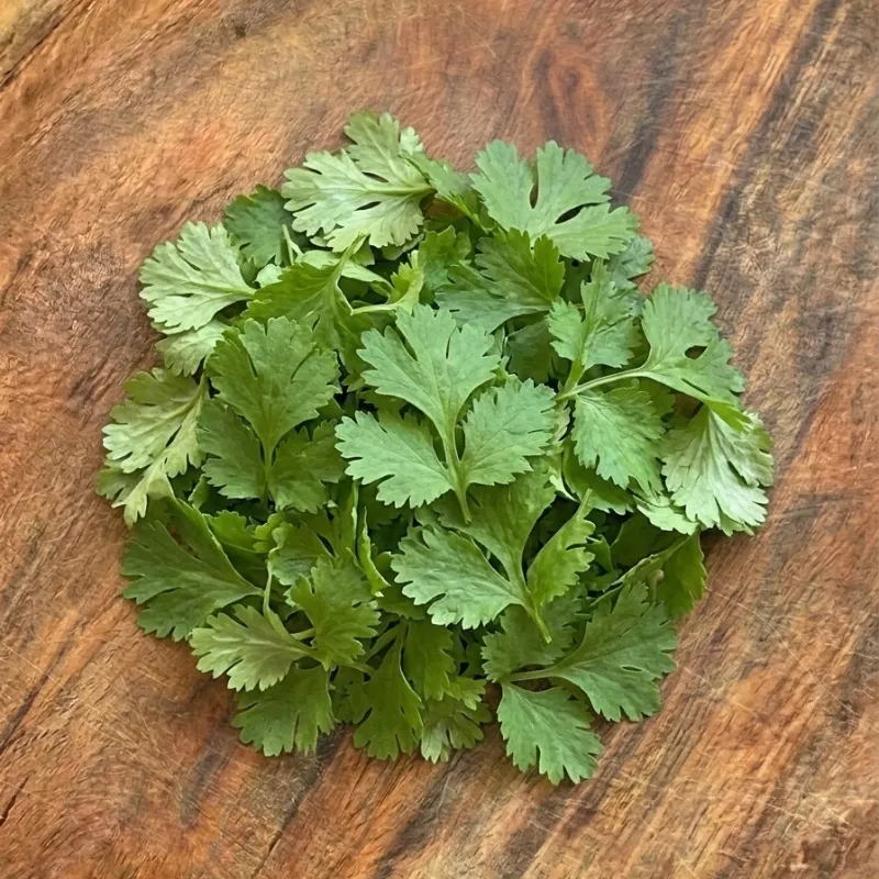 Coriander leaves (cilantro)