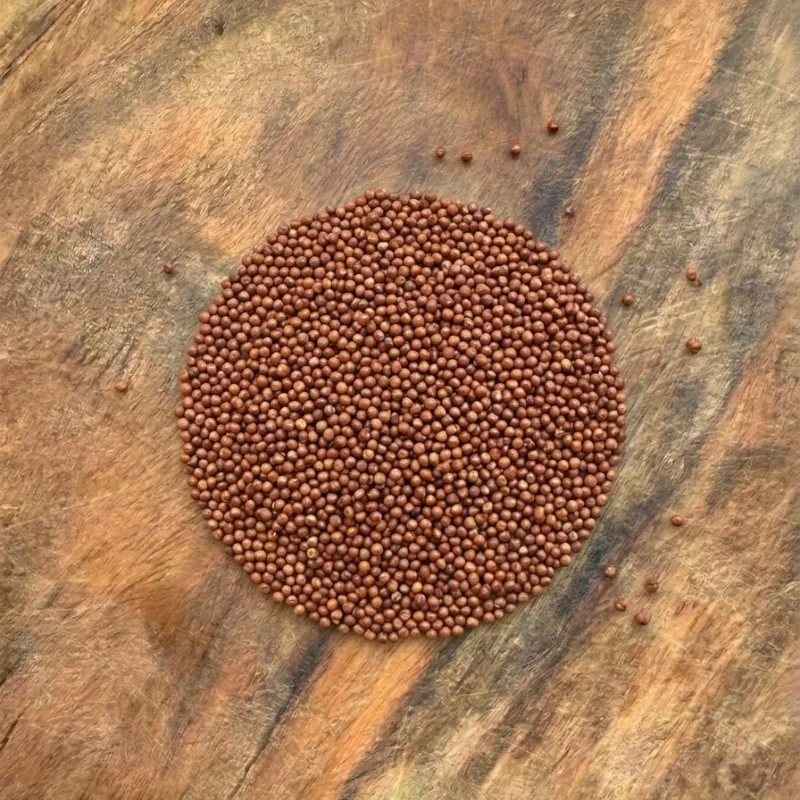 Finger millet (ragi / nachni)